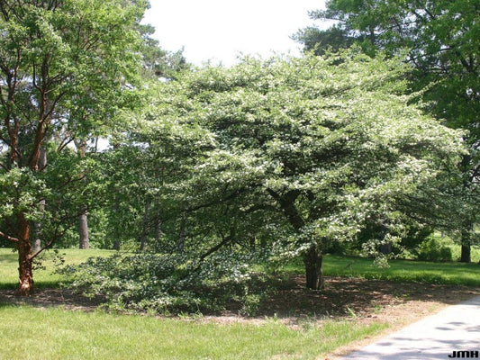 Thornless Cockspur Hawthorn
