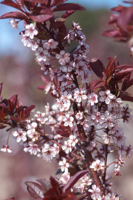 Newport Plum