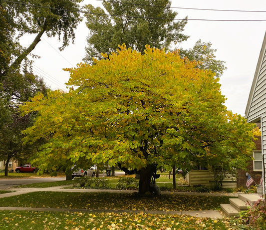 Eastern Redbud