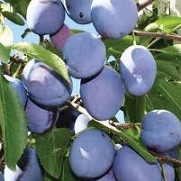 Mount Royal Plum