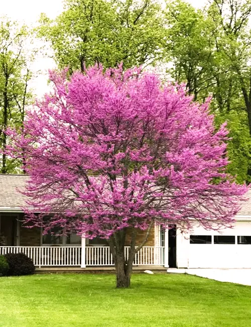 Eastern Redbud